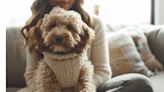 22% of Millennials Prioritize Dogs' Needs Over Vacations and 85% Over Savings Goals, Survey Reveals