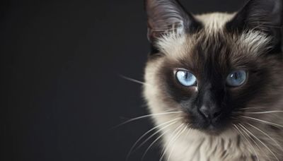 El origen de “michis”: la curiosa razón detrás del cariñoso nombre para los gatos en México