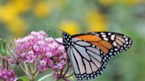 Aphids make tropical milkweed less inviting to monarch butterflies, study finds
