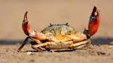 Why do animals keep evolving into crabs?