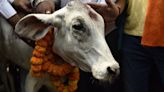 Like the Prophet in Pakistan, holy cow has killed many in India. Modi isn't the problem