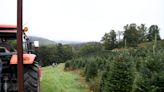 Christmas tree farms in WNC get ready for busy holiday season