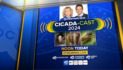 ABC7 Chicago Cicada-Cast 2024 to break down latest on Illinois emergence