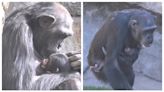 動物園悽慘一幕 黑猩猩BB出生2週夭折 母不捨緊抱屍體3個月