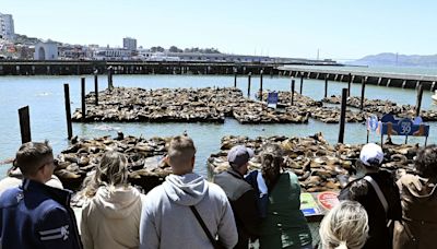 Sea Lions' Spectacular Return Brings Joy to San Francisco's pier 39