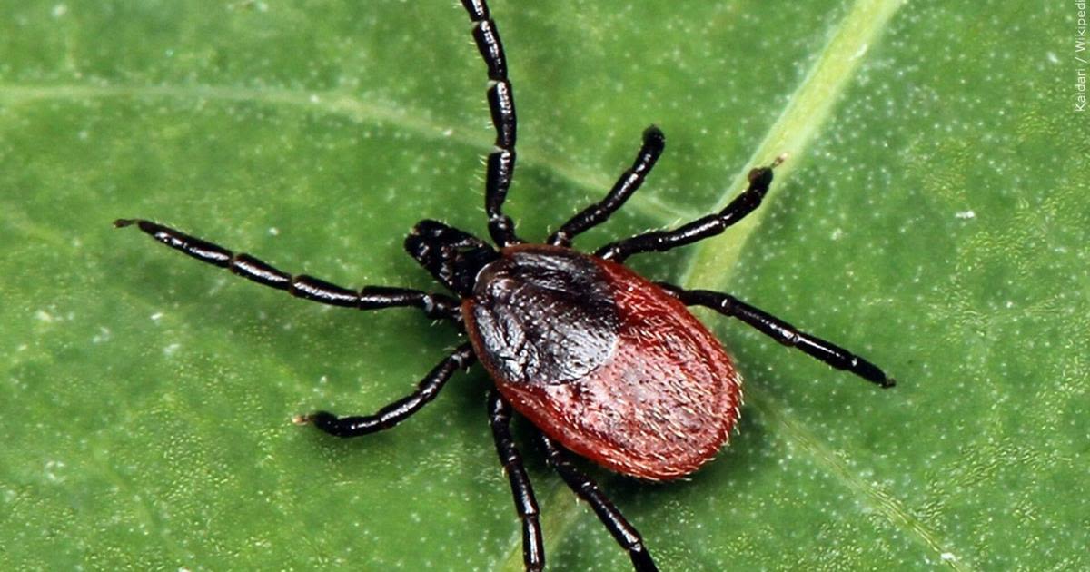 New Pa. online dashboard gives info on tickborne diseases, as warmer weather arrives