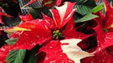 Campbell Vaughn: Learn the stories behind your favorite Christmas plants and trees