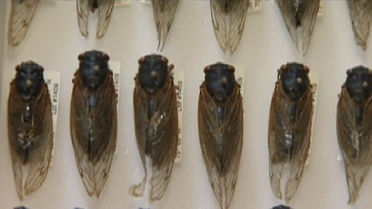 Illinois' historic cicada emergence is winding down, but another cicada is coming