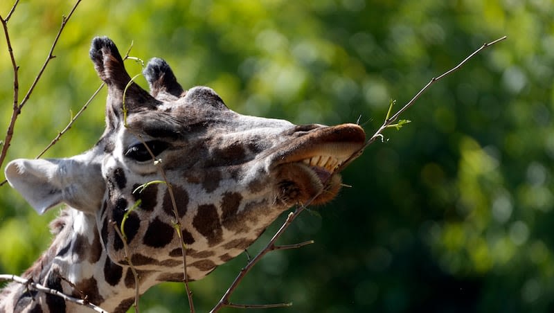 Video: Giraffe hoists toddler into air during drive-thru safari