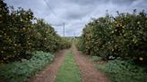 Seca: agricultores algarvios lamentam atraso na publicação do alívio de restrições