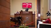 Goffs Doncaster Sale Returns Bigger After Record Year