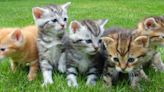 LETTER: You could be a winner when you support cats and kittens in need