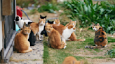 Stray cats are the focus of attention in new Japanese photo competition