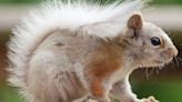 A red squirrel that's mostly white? Leucism, the partial loss of pigmentation, is closely related to albinism