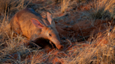Why scientists are studying aardvarks' poop