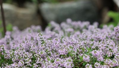 Good ground cover can reduce the temperature of your yard! Here are an expert's 11 favorites