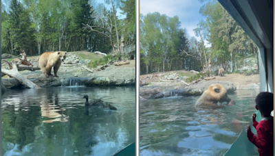 Bear eats duck family in front of kids in zoo video: 'train wreck'