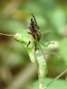 Jumping spider