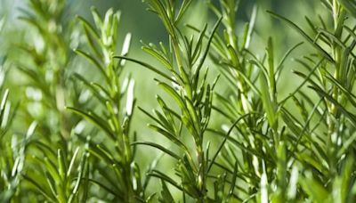 Oro verde: la planta que ayuda a mejorar la memoria y reducir el estrés, según una médica de Harvard
