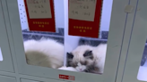 陸街頭驚現「寵物販賣機」！小貓被關狹窄櫥窗病懨懨樣 網怒：死好幾隻了 | 中天新聞網