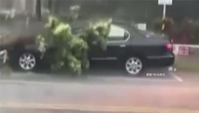4縣市大雨特報「大雷雨轟台南」 路樹倒塌砸中轎車-台視新聞網
