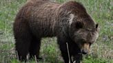 The grizzlies in Teton County's backyards