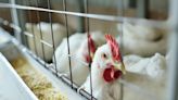 Bird flu: Poultry ordered to be kept indoors across England