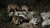 Hungry Wolves Threaten Europe’s Climate Agenda