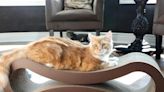 Your Cat Is Never Going To Leave This ‘Ultimate’ Cat Lounge With Over 23,000 5-Star Reviews — On Sale Until Midnight