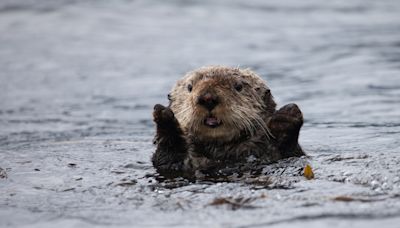 Oregon Aquarium Sea Otter Celebrates Birthday with the Most Fitting 'Cake'