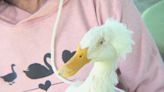 Watch: Sanctuary throws birthday party for 17-year-old duck