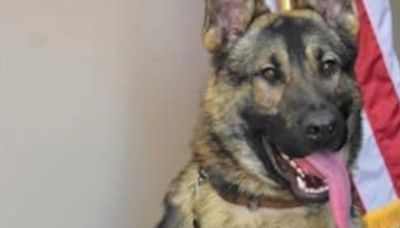 K9 Officer Horus suffers untimely death