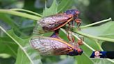 So, where are they? Kansas City still quiet after preparing for a cicada-filled summer