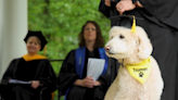 Elizabethtown College therapy dog receives honorary “dog-gree”