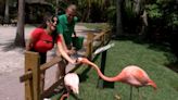 Feed flamingos at this Gem of Tampa Bay