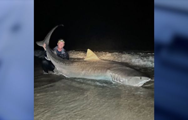 Man reels in massive tiger shark at Florida beach, releases it back into water: 'It was a great experience'