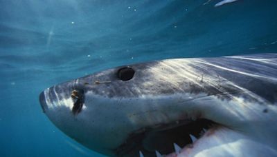 'Jaws'-Like Video Shows Great White Shark Circling Boat