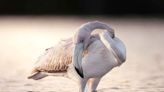 Bird watchers in a flurry over 'rare' incursion of wild flamingos blown into US from Hurricane Idalia