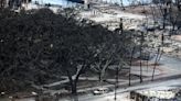 Lahaina banyan tree emerges as charred but still standing in sign of hope, locals say