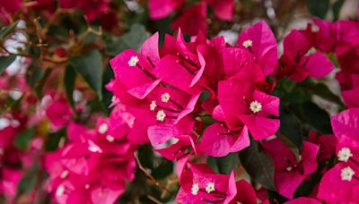 How to Grow Bougainvillea for a Backyard That's Simply Stunning