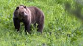 Lincoln County man sentenced for killing a grizzly bear and tampering with evidence
