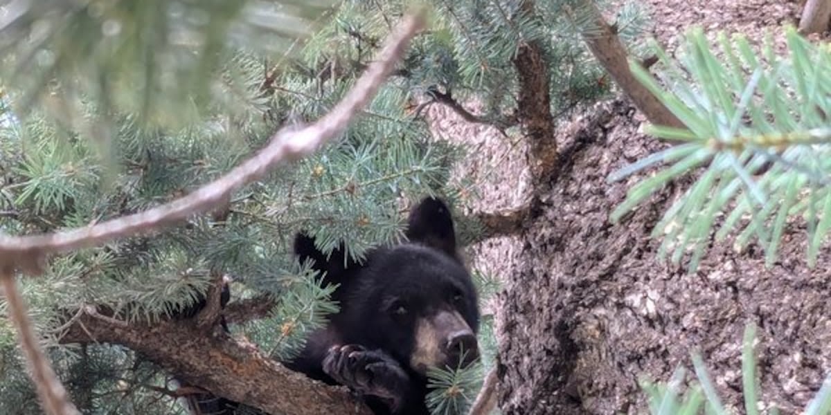 Orphaned bear made his home at Cheyenne Mountain Zoo