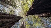 Coast redwood trees are enduring, adaptable marvels in a warming world