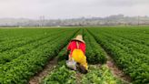 Landmark labor decision could have ‘profound’ impact on California agricultural industry