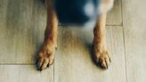 Why do dogs have dewclaws and should they be removed?