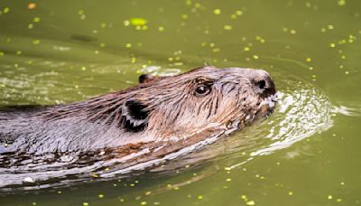 Beaver Moves Into Family's Creek and Brings Entire Ecosystem to Canadian Backyard