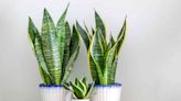 3 Ways to Propagate a Snake Plant—an Easy-to-Grow Species That Thrives in Low Light