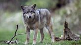 1000 euros par loup tué en Haute-Vienne: colère de plusieurs associations environnementales