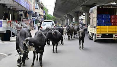 Abandoned animals on the road: BTP writes to BBMP to address problem