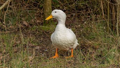 Animal Psychic Enlisted in Search for Missing Pet Duck | News Radio 94.3 WSC | Coast to Coast AM with George Noory